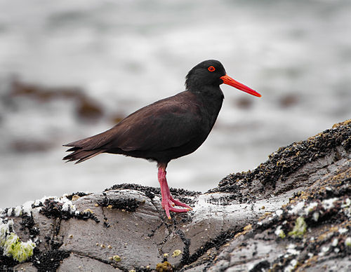 Sooty oystercatcher